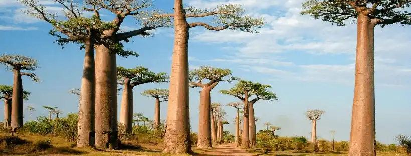 Madagascar